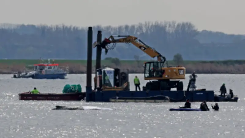 Schwierige Mission in der Ostsee: Rettungsversuch des Buckelwals zieht sich in die Länge