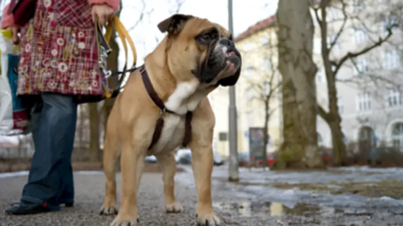 Südharz plant höhere Hundesteuern ab 2027: Ausnahmen sollen Belastung mildern