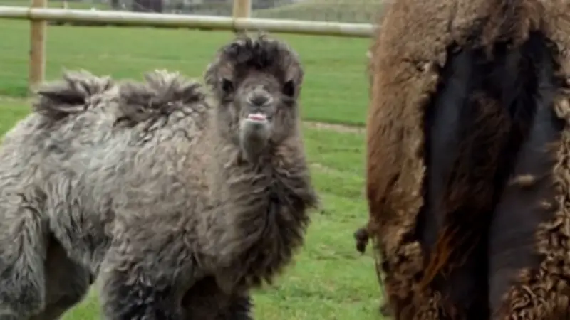 Süße Nachwuchs-Freude: Trampeltier-Baby Sophia im Chester Zoo geboren