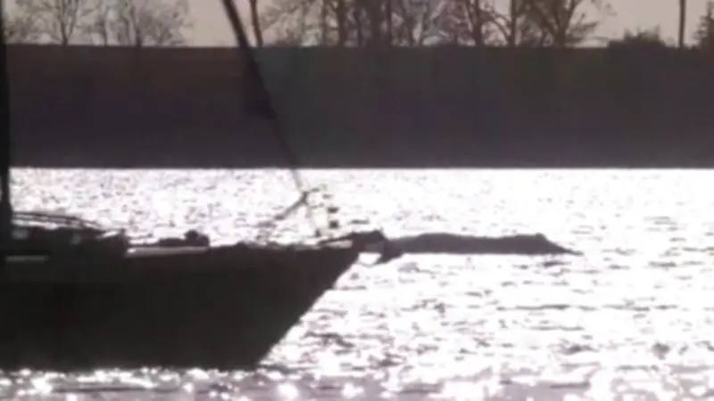 Segelboot durchbricht Sperrzone um Wal Timmy – neues Drama