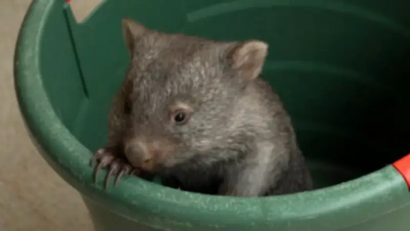 Seltener Nachwuchs im Zoo Halle: Wombat-Baby verzaubert Besucher