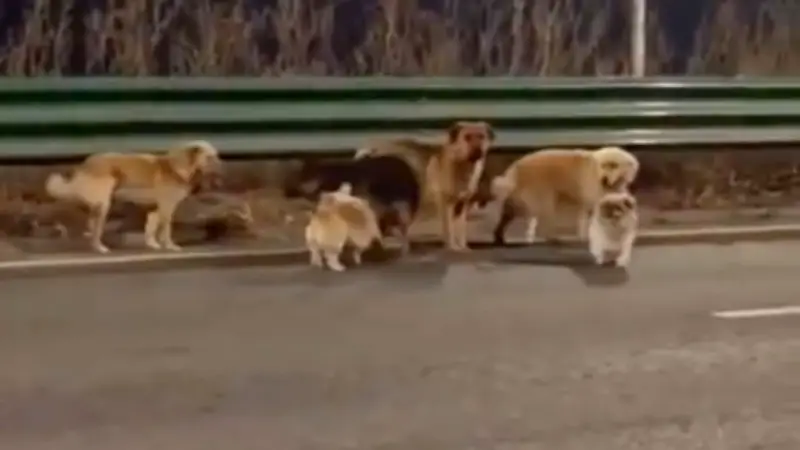 Sieben Hunde fliehen gemeinsam aus chinesischer Fleischfabrik und gehen viral