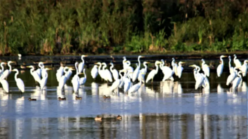 Silberreiher erobern deutsche Seen: Experten berichten von überraschenden Ansammlungen
