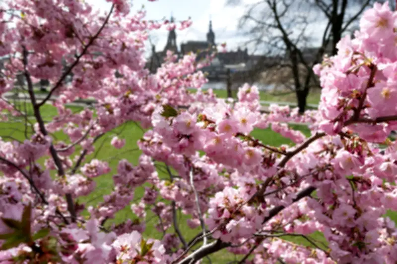 Sonnige Aussichten für Sachsen: Frostige Nächte, milde Tage