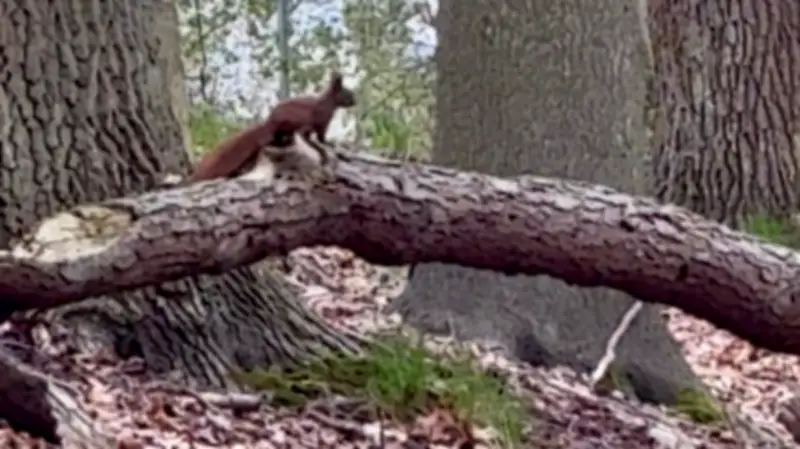 Sophie (4) kennt kein Eichhörnchen: Ein Weckruf für die Naturverbundenheit