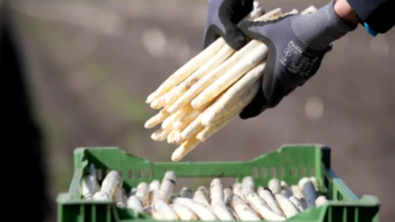 Spargel-Saison 2026: Clevere Tipps für den günstigen Einkauf des Edelgemüses