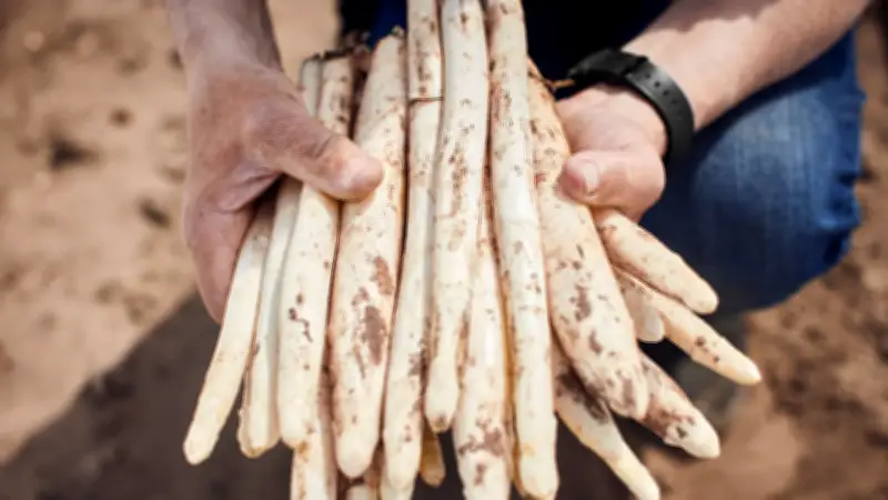 Spargel-Saison 2026: Die besten Erlebnis-Höfe in Deutschland für Genießer