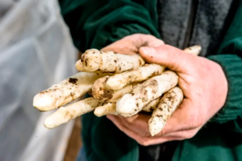 Spargel-Tipps: Vom Schälen bis zum Grillen - So gelingt das Königsgemüse perfekt