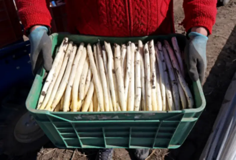 Spargelernte in Mecklenburg-Vorpommern gestartet – Saisonbeginn mit Stolz und Kostendruck