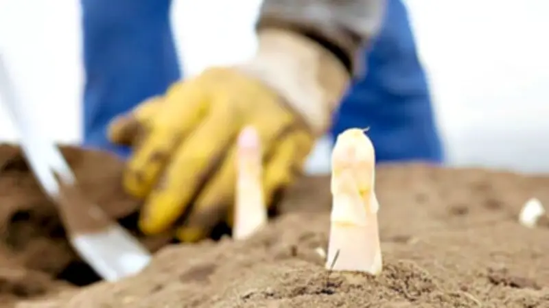 Spargelsaison in Sachsen-Anhalt startet: Preise überraschend stabil trotz Mindestlohnerhöhung