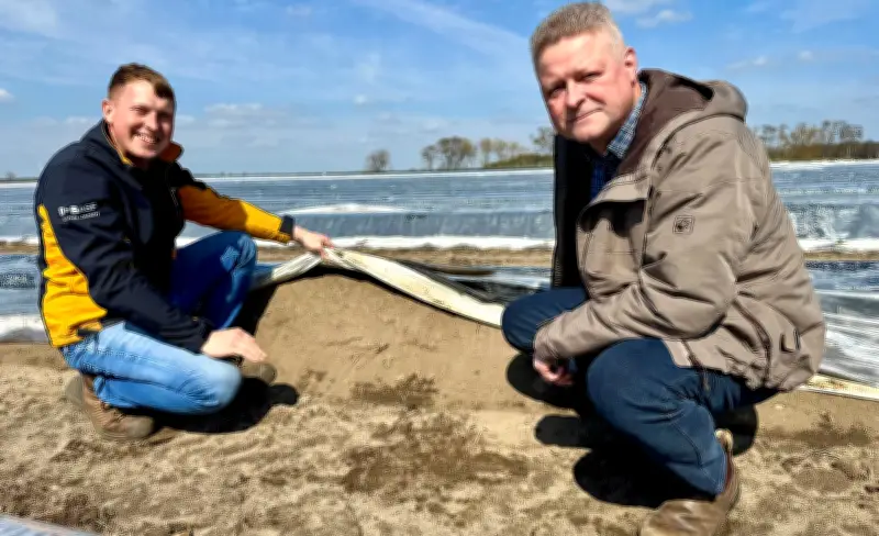 Spargelsaison in Seyda startet Mitte April: Landwirte erwarten reiche Ernte