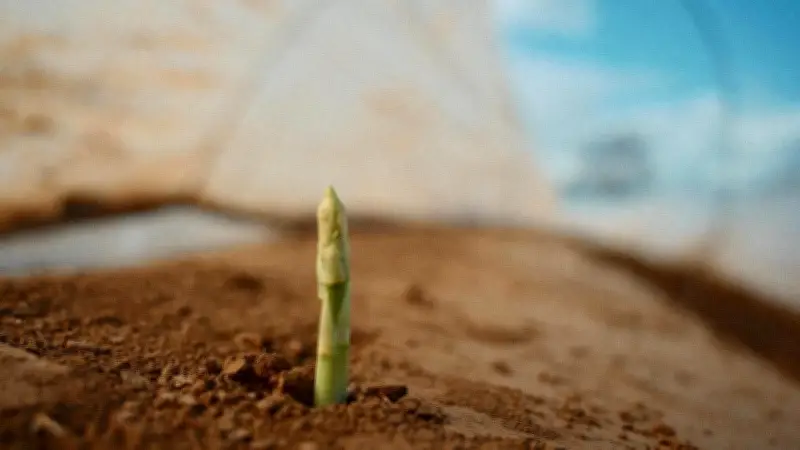 Spargelsaison startet in Langeneichstädt: Hindorf & Söhne ernten erstes königliches Gemüse