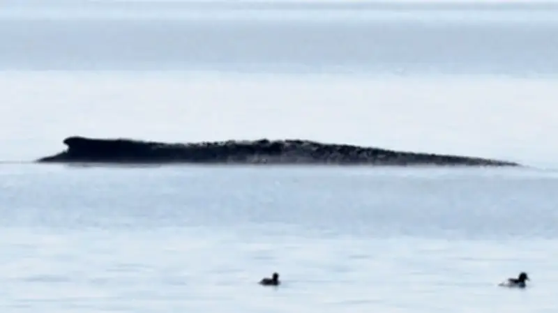 Spektakuläre Rettungsaktion für Ostsee-Wal: Privatinitiative erhält grünes Licht für Transport in den Atlantik