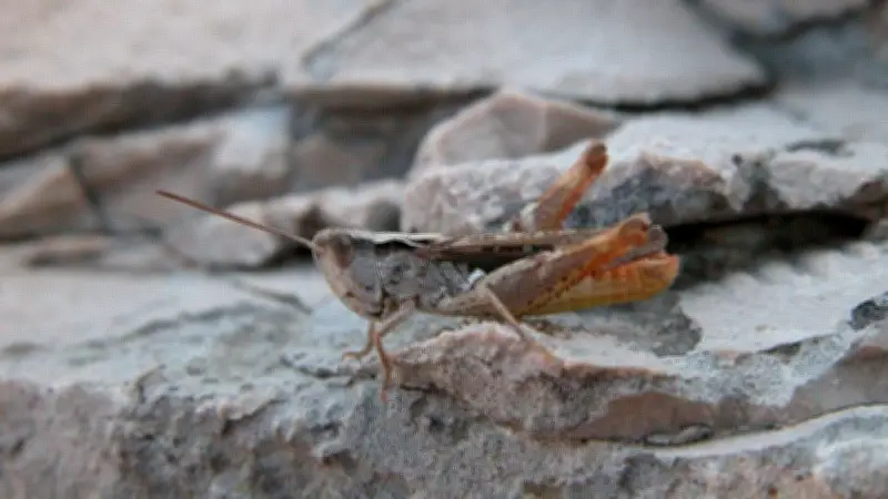 Steppengrashüpfer: Der begnadete Sänger in Halles trockenen Ecken