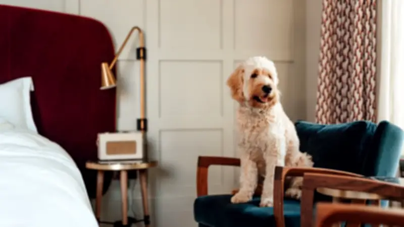 Österreichs Almfrieden Hotel ist Europas hundefreundlichstes Hotel 2026