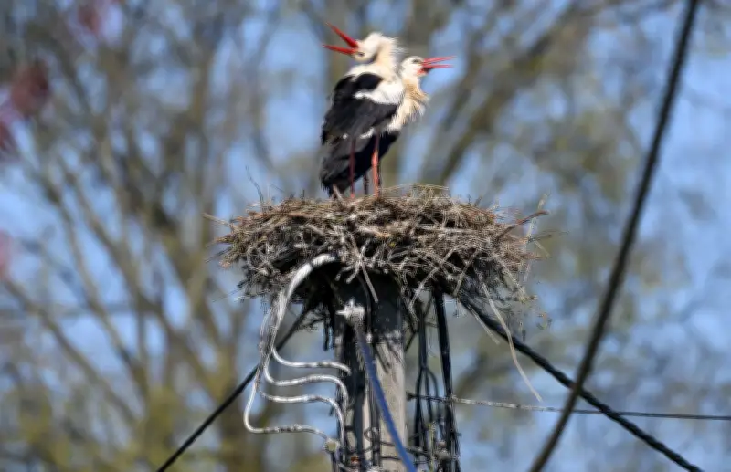 Storch Gustav brütet auf Strommast: Energieversorger in Bautzen vor Herausforderung