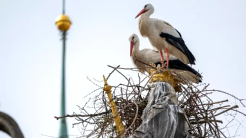 Storchenpaar baut Nest auf Mariensäule: Stadt Freising plant Umzug der Vögel