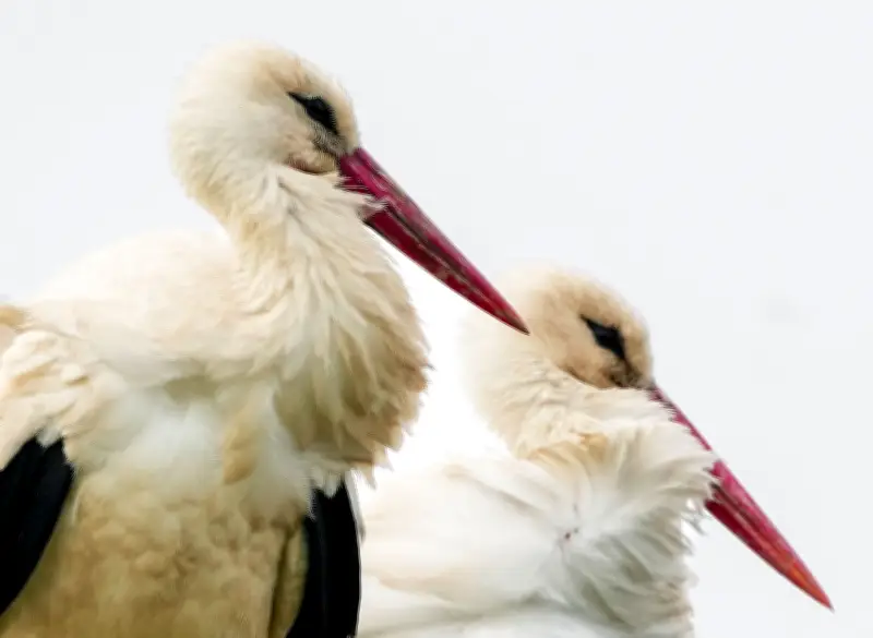 Storchenschmiede in Linum startet mit Führungen und Fotoausstellung in die Saison