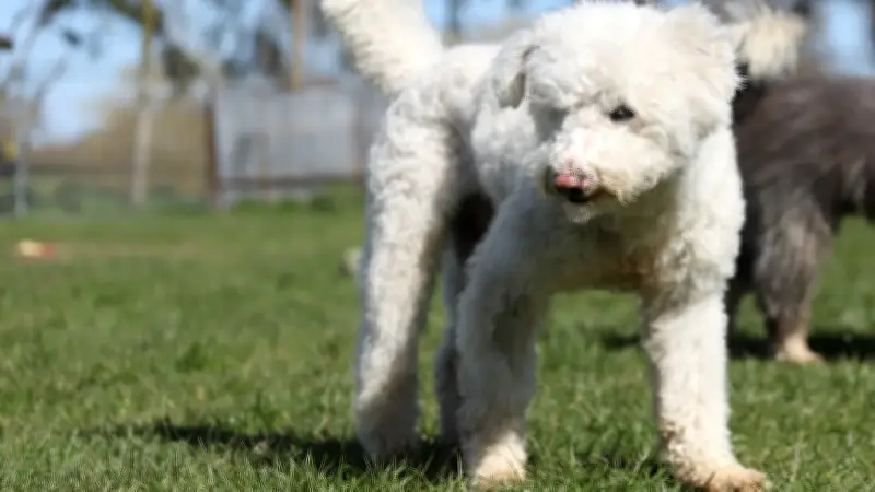 Straßenhund Bootsmann mit halbem Ohr sucht liebevolles Zuhause