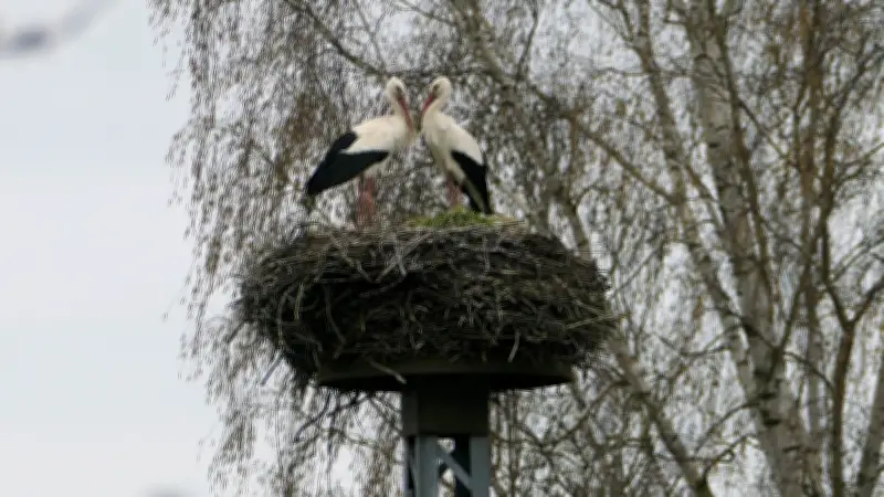 Störche in Loitz wieder vereint: Hoffnung auf Nachwuchs wächst im Storchenhorst