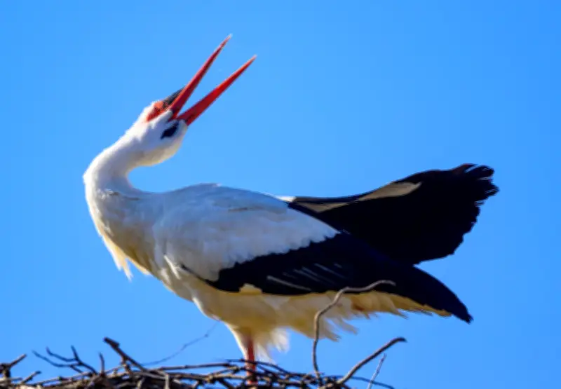 Störche in Pausin: Livekamera überträgt Nestleben aus dem Havelland