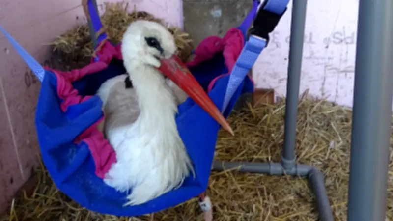 Störchin nach Revierkampf schwer verletzt: Storchenhof Loburg rettet Vogel aus Frose