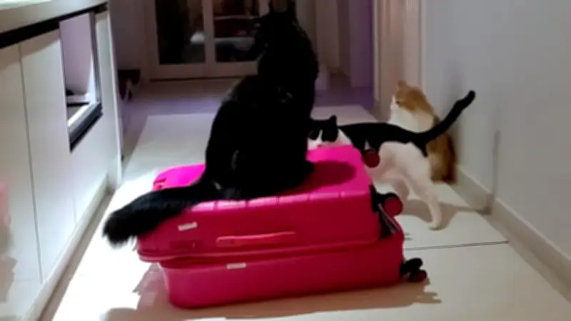 Streamerin muss Pause machen: Drei Katzen übernehmen das Kommando bei Twitch-Stream