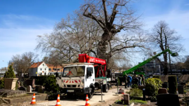 Stützgerüst rettet Bremens 900 Jahre alte Linde: Rettungsaktion für historisches Naturdenkmal