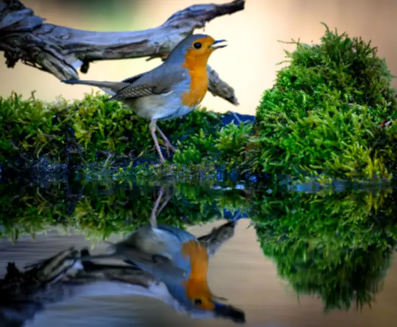 Studie: Heimische Waldgeräusche wirken besonders erholsam auf Menschen