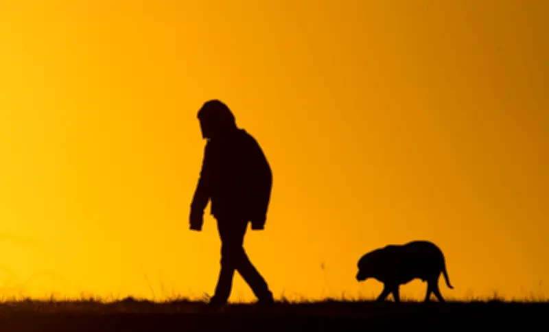 Studie: Hundebesitzer erkennen Schmerzen bei ihren Vierbeinern oft nicht