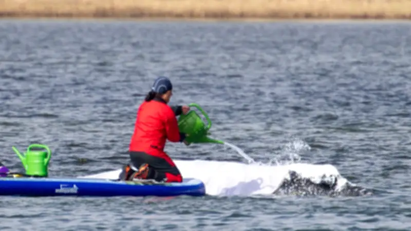 Tag 25 im Wal-Drama: Experte erklärt mögliche Szenarien für Timmy