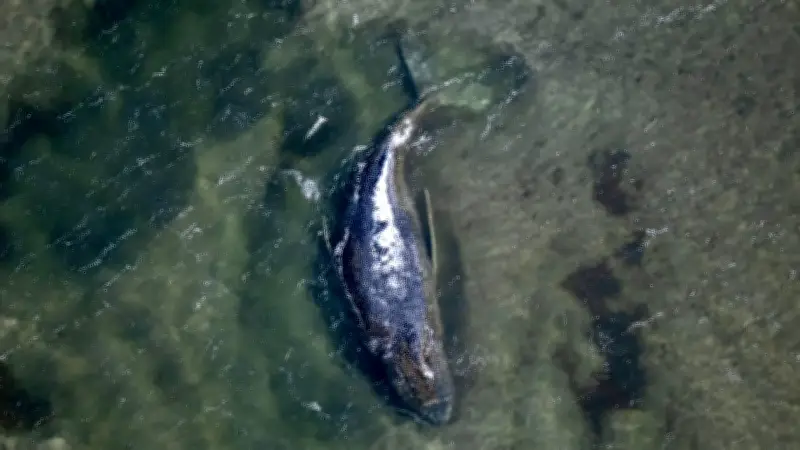 Tag 28 im Timmy-Drama: Rettungsaktion mit Stahlkonstruktion