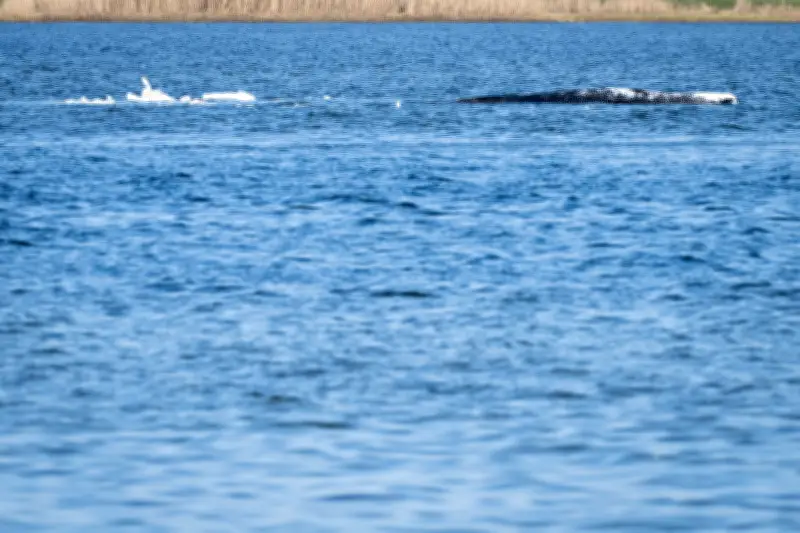 Tag der Entscheidung: Bergung des Buckelwals vor Poel steht bevor