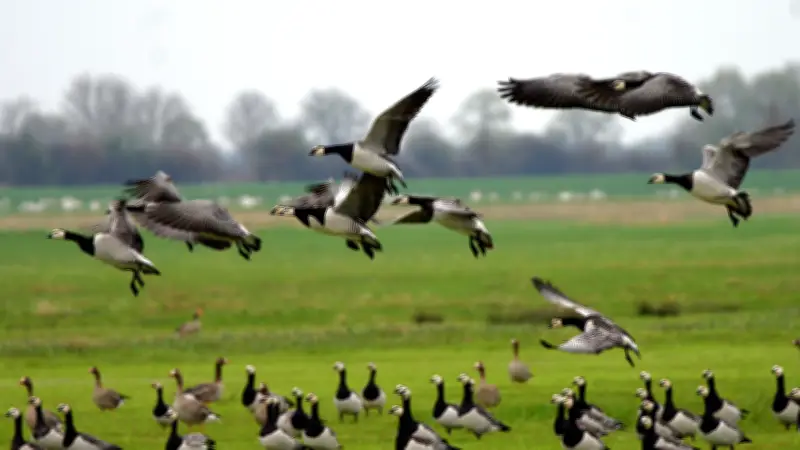 Tausende Meeresgänse erobern Vorpommern: Weißwangengänse zeigen spektakuläres Comeback