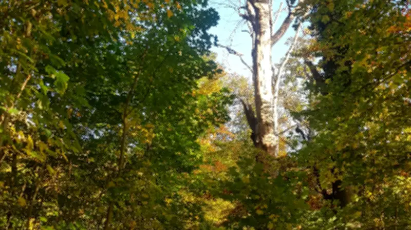 Teterow schützt Wald als Öko-Konto: Stadt erhält über 200.000 Euro für Naturschutz