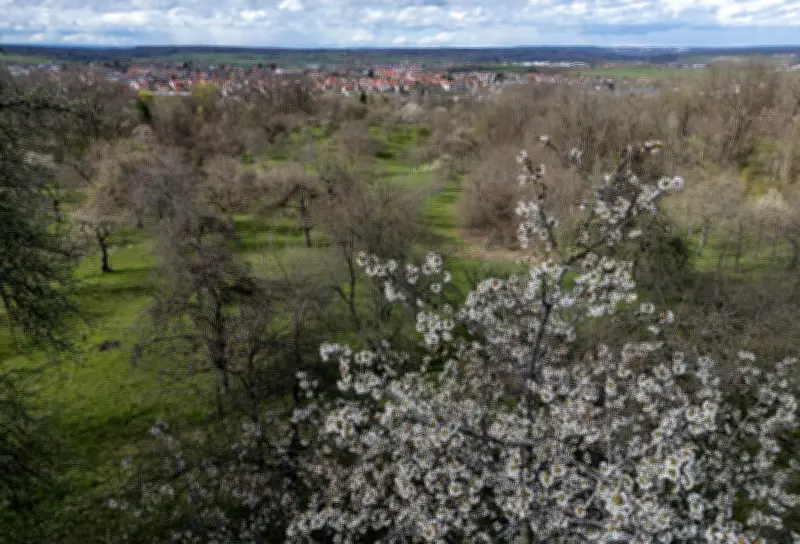 Thüringen investiert Millionen in den Erhalt historischer Streuobstwiesen