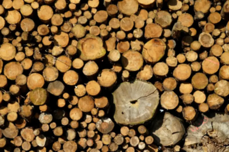 Thüringer Forstwirtschaft: Borkenkäfer-Rückgang führt zu drastisch weniger Holzeinschlag