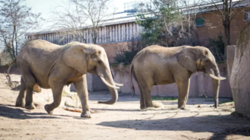 Tierische Frühlingsfreuden: Zoos in Sachsen-Anhalt präsentieren süßen Nachwuchs