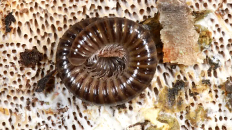 Tierische Nachbarn in Halle: Nachaktiver Bewohner der Dölauer Heide im Fokus
