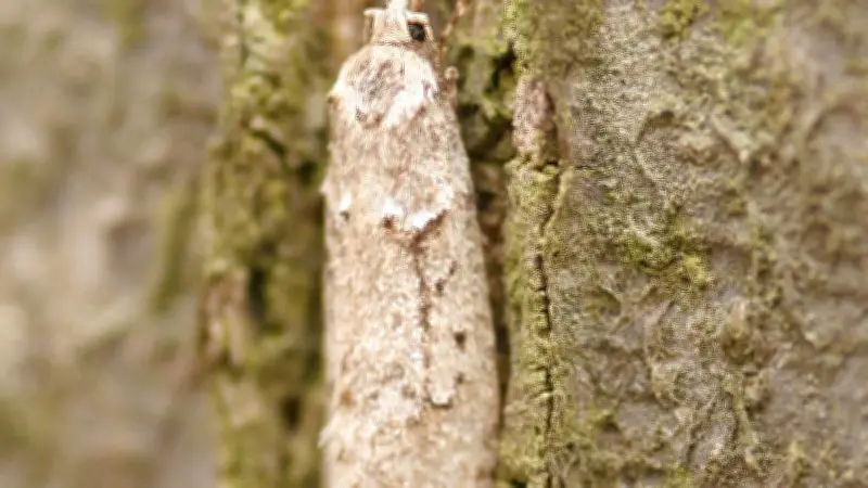 Tierische Vielfalt in Halle: 365 Tage, 365 Arten im Fokus der Naturbeobachtung