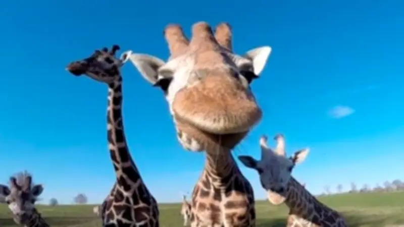 Tierische Zuneigung: Wie Küsse von Tieren unsere Stimmung verbessern