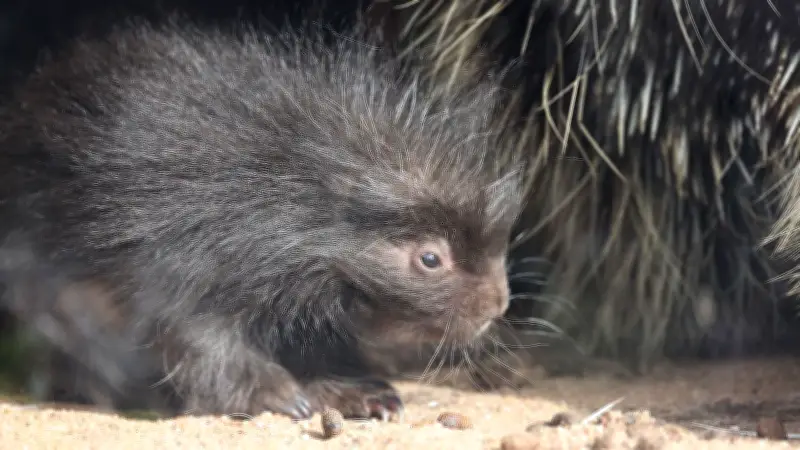 Tierischer Nachwuchs im Saalekreis: Baumstachler im Tierpark Petersberg sorgt für seltene Einblicke