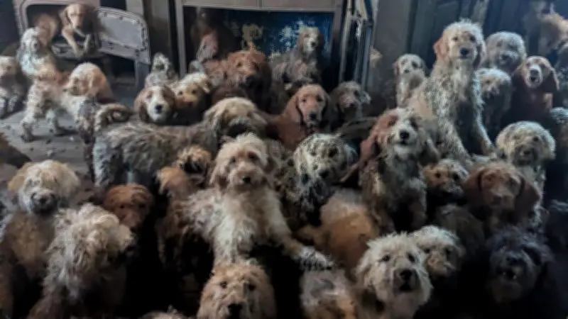 Tierschützer befreien 250 Pudel aus verwahrlostem Haushalt in England