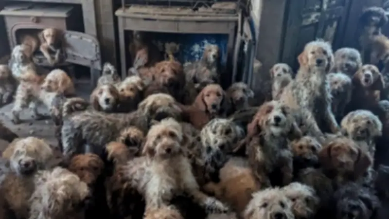 Tierschützer befreien 250 vernachlässigte Pudelmischlinge aus überfordertem Züchterhaushalt