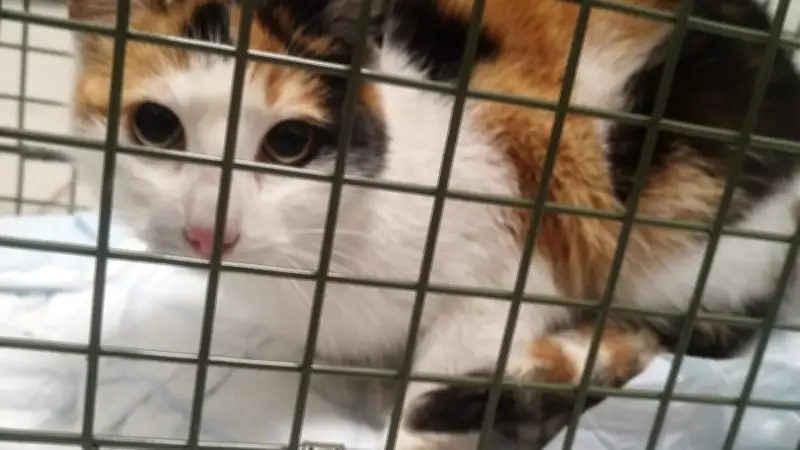 Tierschützer in Demmin empört: Kastrationsfalle mit trächtiger Katze gestohlen