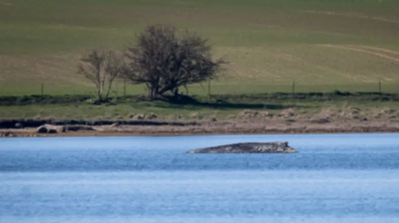 Tierschützer planen Menschenkette für gestrandeten Buckelwal vor Insel Poel