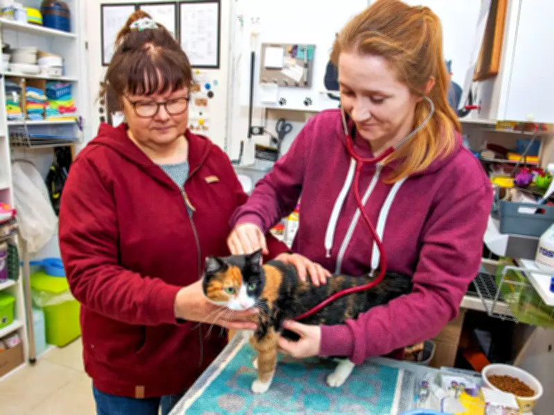 Tierschutz im Burgenlandkreis: Einsatz gegen Katzenleid - Kastrationspflicht für Streuner gefordert