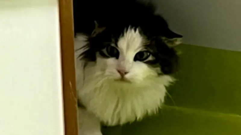 Tierschutz in Zeitz: Angstkater Severin sucht geduldige Menschen für ein neues Zuhause