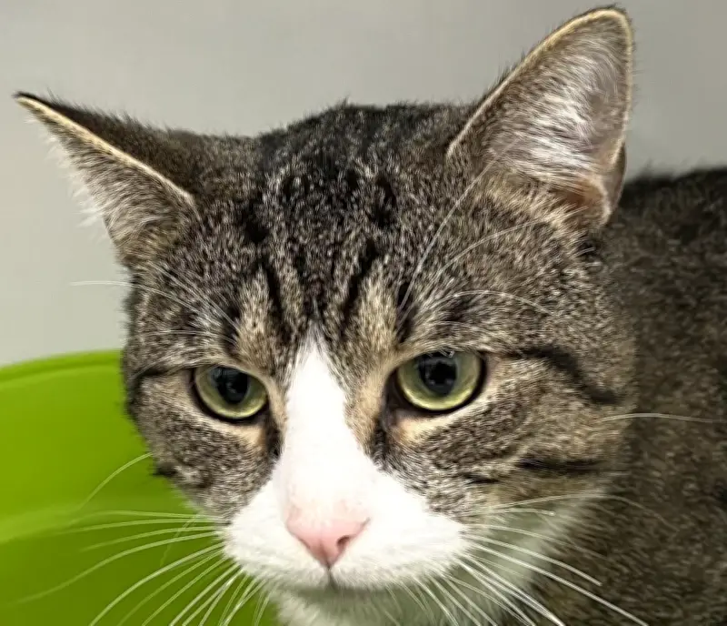 Tierschutz in Zeitz: Kater Findus nach Aussetzung schnell in neues Zuhause vermittelt