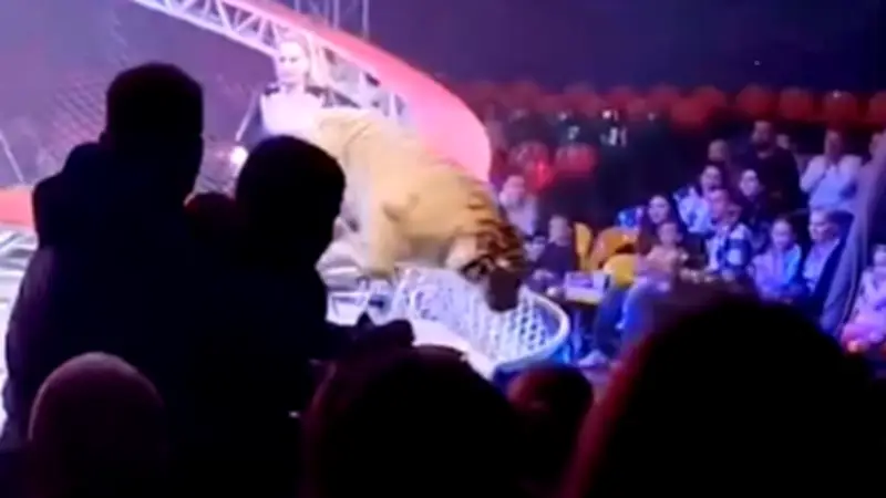 Tiger springt in russischem Zirkus ins Publikum – Kinder müssen alles mitansehen